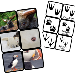 Arctic Animals Pack 2025  w wersji PDF - 67 stron A4