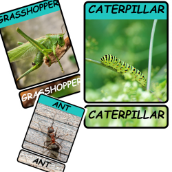 Bugs -Spring   w wersji PDF - 21 strony A4